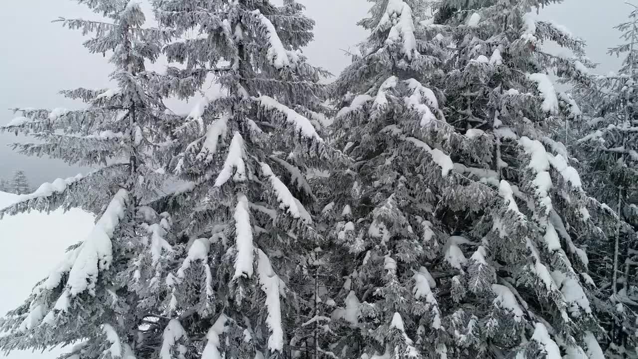 Download Video Stock Pine Trees In The Forest With Branches Full Of Snow Live Wallpaper Free