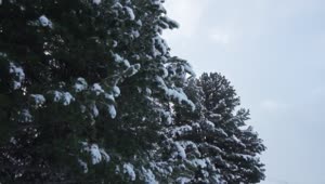 Video Stock Pine Trees With Snow On Its Branches Live Wallpaper Free