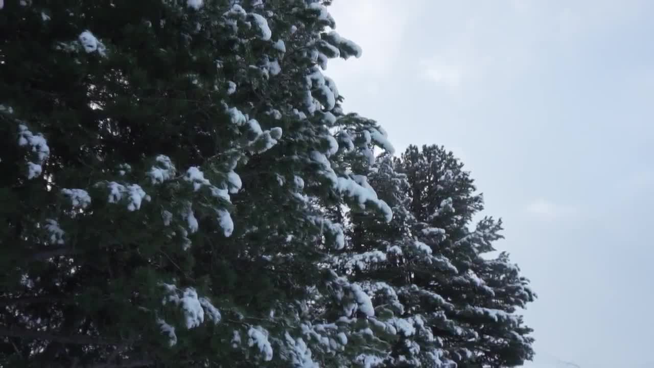 Download Video Stock Pine Trees With Snow On Its Branches Live Wallpaper Free
