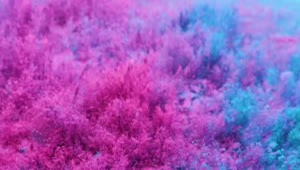 Video Stock Pink And Blue Powder Live Wallpaper Free