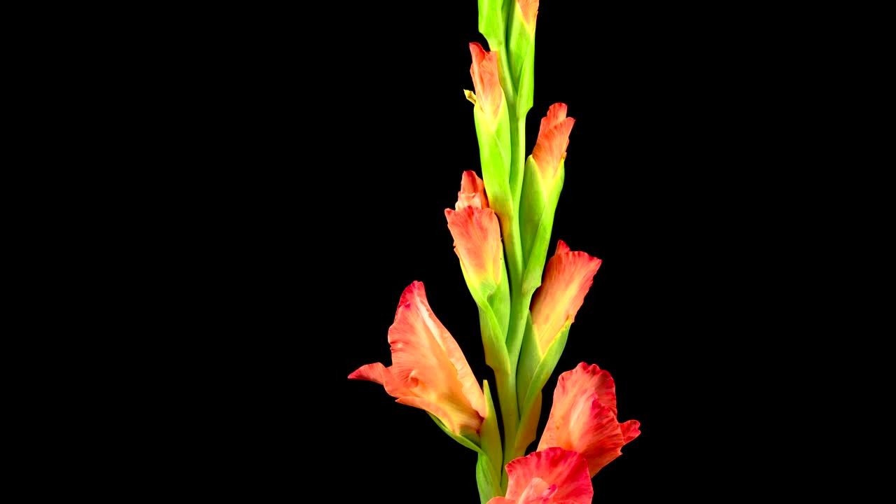 Download Video Stock Pink And White Flower Opening Live Wallpaper Free