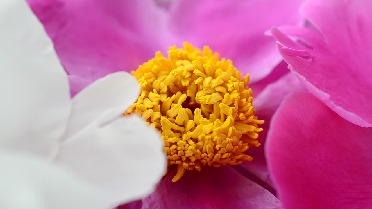 Download Video Stock Pink And White Flowers In A Close Up Shot Live Wallpaper Free