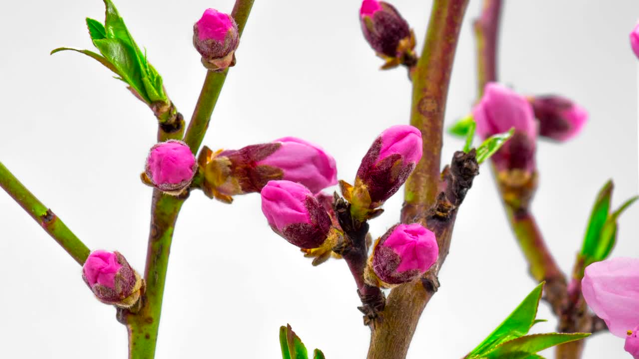 Download Video Stock Pink Cherry Trees Flowers Opening Live Wallpaper Free