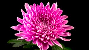 Video Stock Pink Chrysanthemum Slowly Opening Live Wallpaper Free
