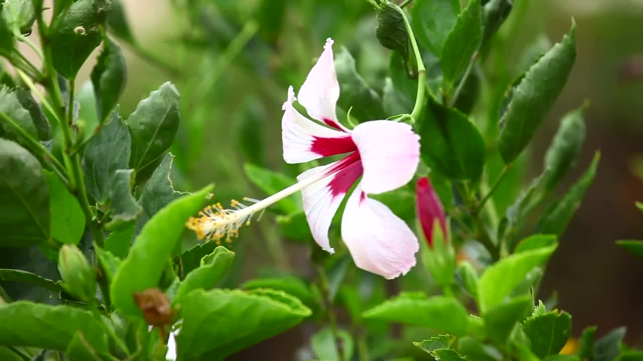 Download Video Stock Pink Colored Flower In The Garden Live Wallpaper Free