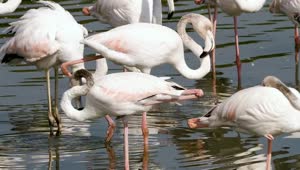 Video Stock Pink Flamingos In The Lake Live Wallpaper Free