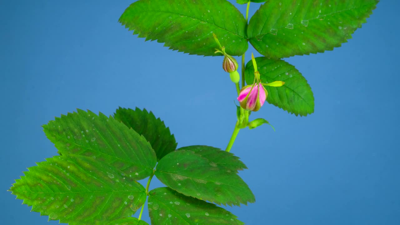 Download Video Stock Pink Flower Moving And Opening Live Wallpaper Free