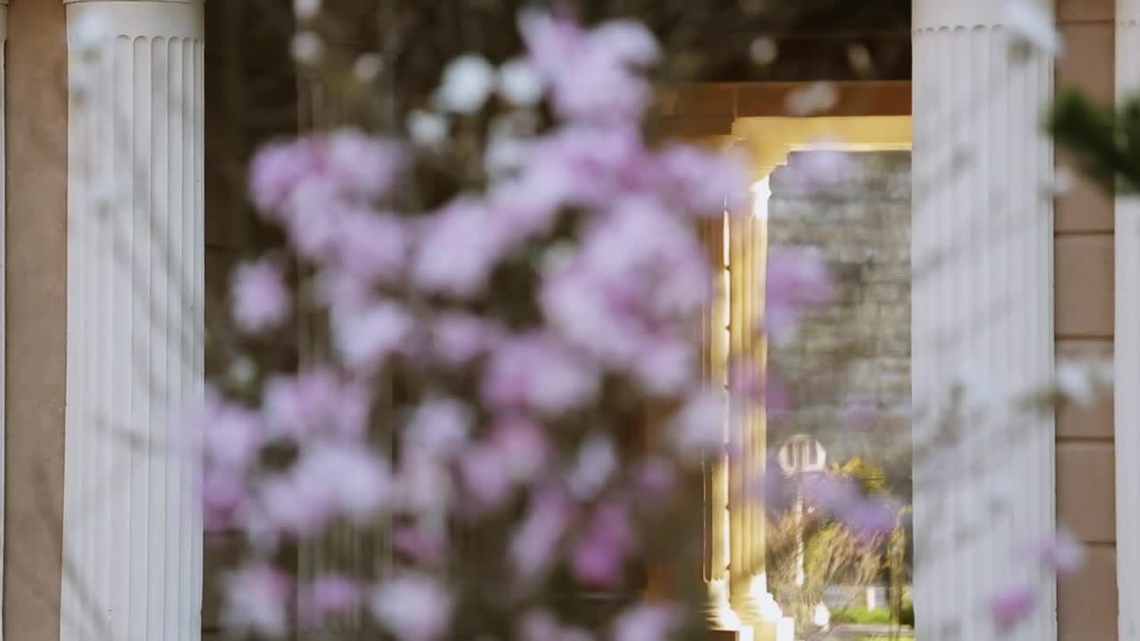 Download Video Stock Pink Flowers In A City Garden Live Wallpaper Free