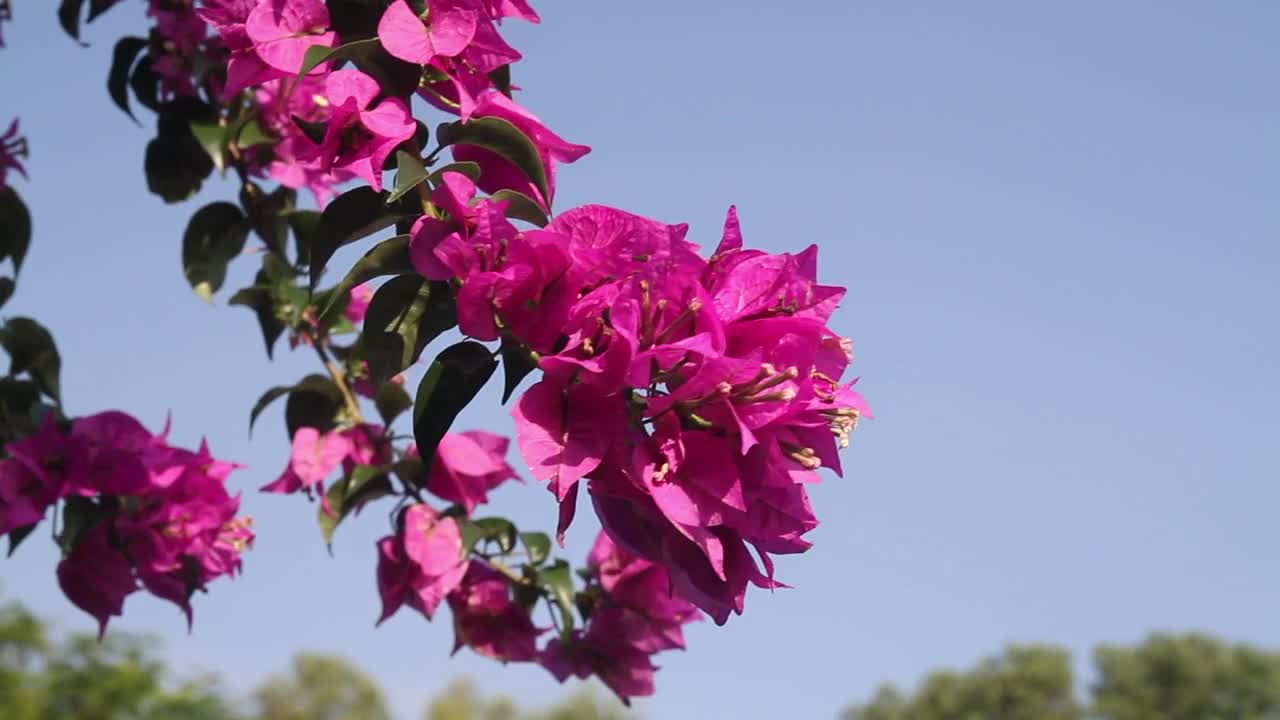 Download Video Stock Pink Flowers Moving In The Breeze Live Wallpaper Free