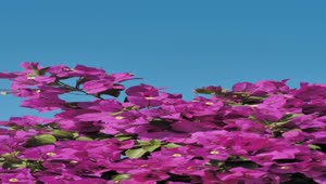 Video Stock Pink Flowers Wave In The Breeze Live Wallpaper Free