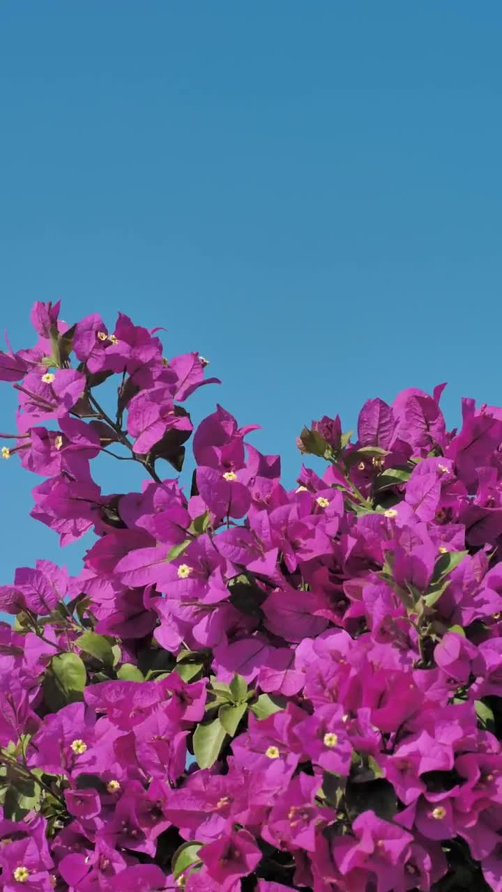 Download Video Stock Pink Flowers Wave In The Breeze Live Wallpaper Free