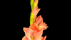 Video Stock Pink Gladiolus Flower Blooming Live Wallpaper Free