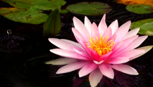 Video Stock Pink Lotus Flower In A Lake Close Up Live Wallpaper Free