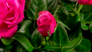 Video Stock Pink Rose In The Bush Open Live Wallpaper Free