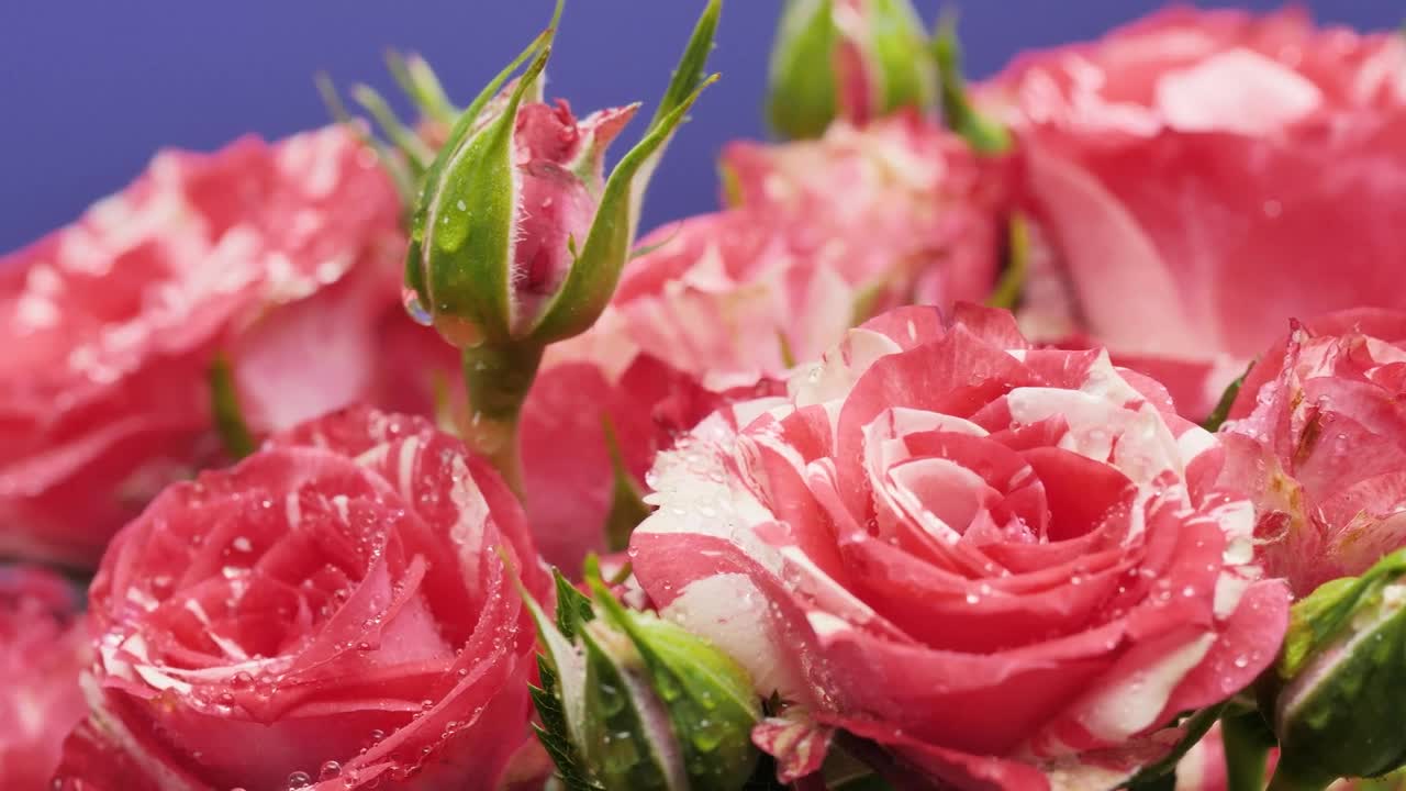Download Video Stock Pink Roses On A Purple Background Live Wallpaper Free