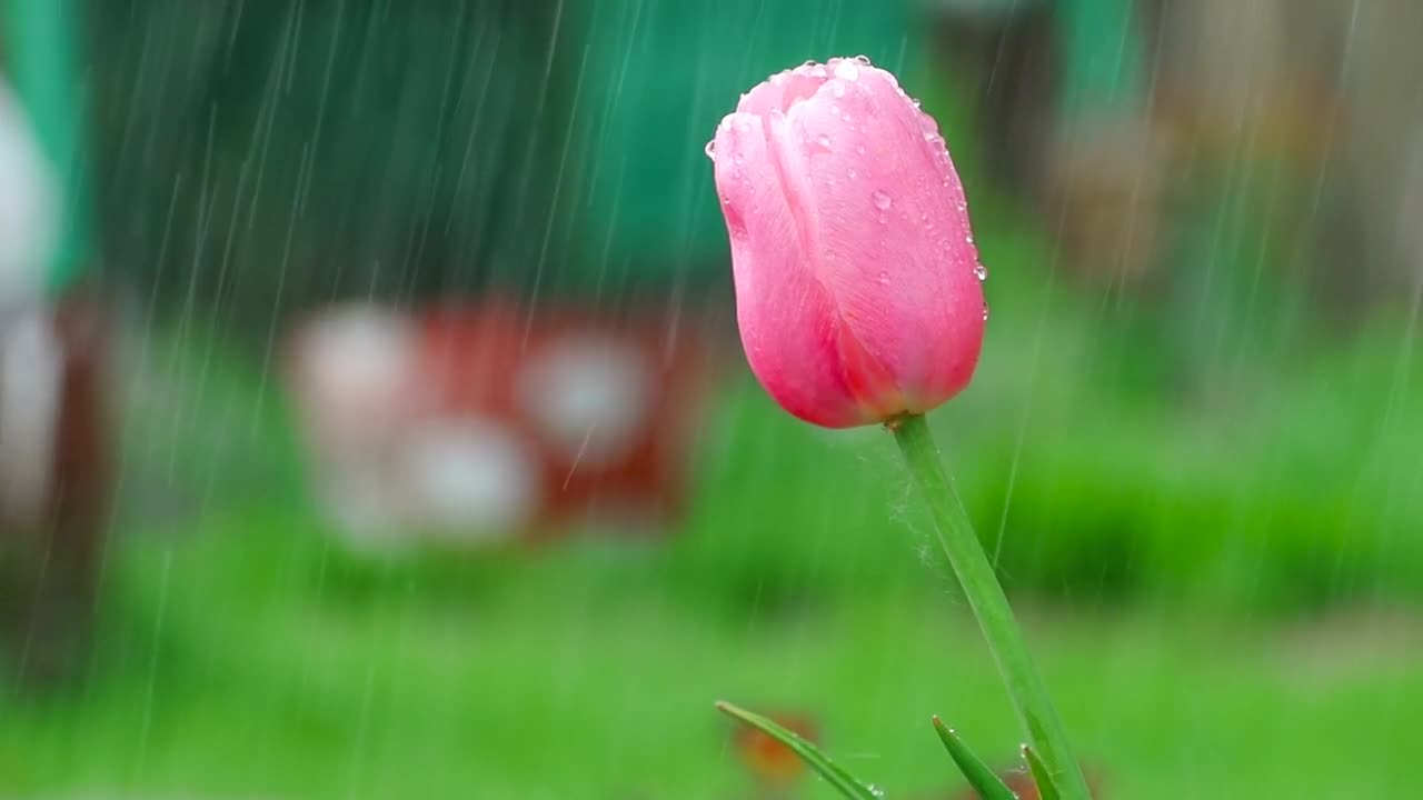 Download Video Stock Pink Tulip Under The Rain Live Wallpaper Free