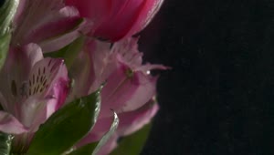 Video Stock Pink Tulip Underwater Live Wallpaper Free