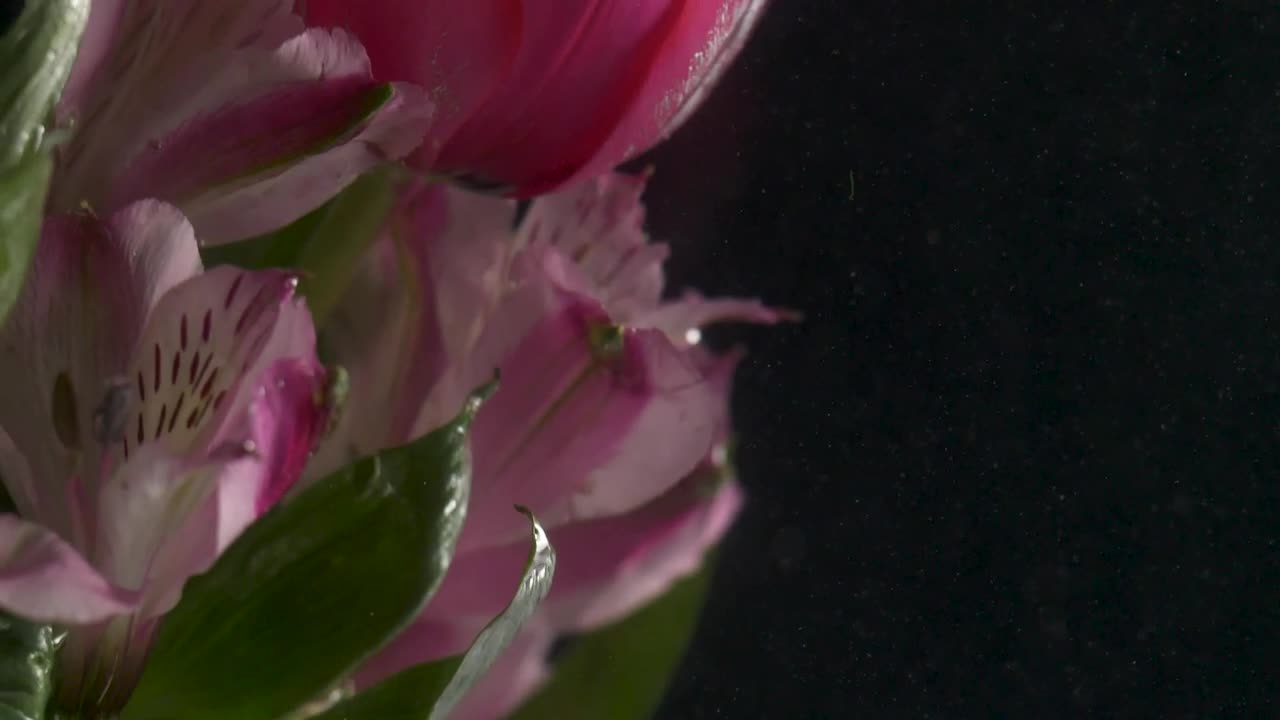 Download Video Stock Pink Tulip Underwater Live Wallpaper Free