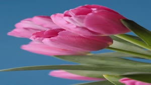 Video Stock Pink Tulips Being Watered Live Wallpaper Free