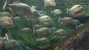 Video Stock Piranha Fish In A Lake Live Wallpaper Free