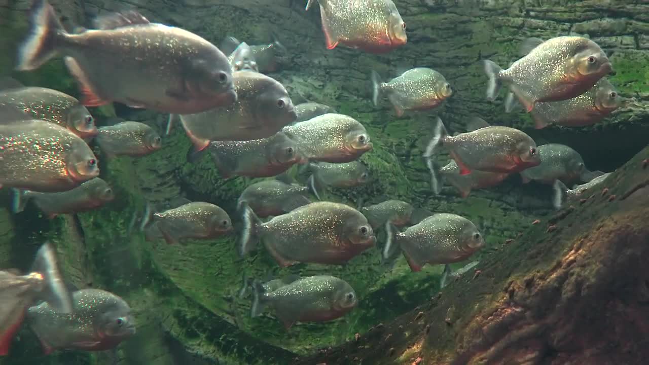Download Video Stock Piranha Fish In A Lake Live Wallpaper Free