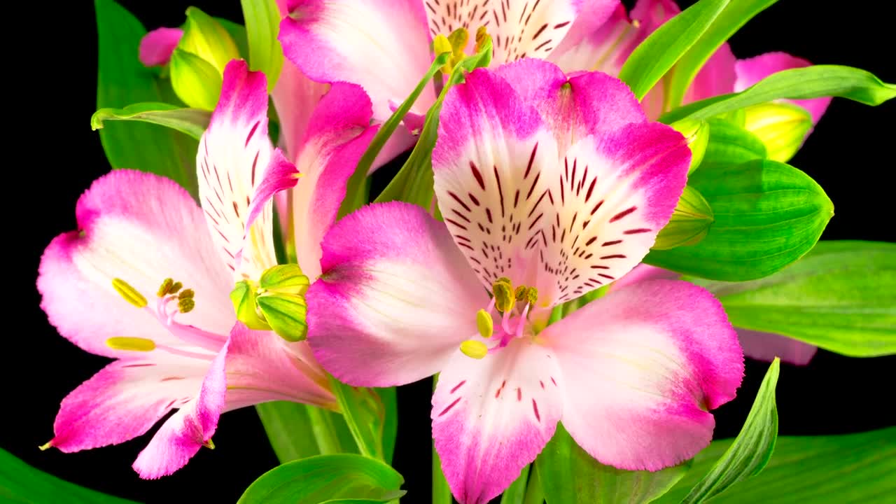 Download Video Stock Plant With Pink Flowers On A Black Background Live Wallpaper Free