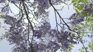 Video Stock Plant With Purple Flowers Live Wallpaper Free