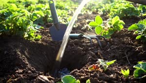 Video Stock Planting Strawberries In The Soil Live Wallpaper Free