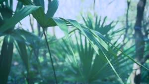 Video Stock Plants On A Sunny Day Live Wallpaper Free