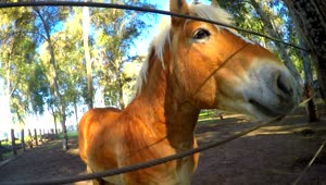 Video Stock Playful Horse In The Corral Live Wallpaper Free