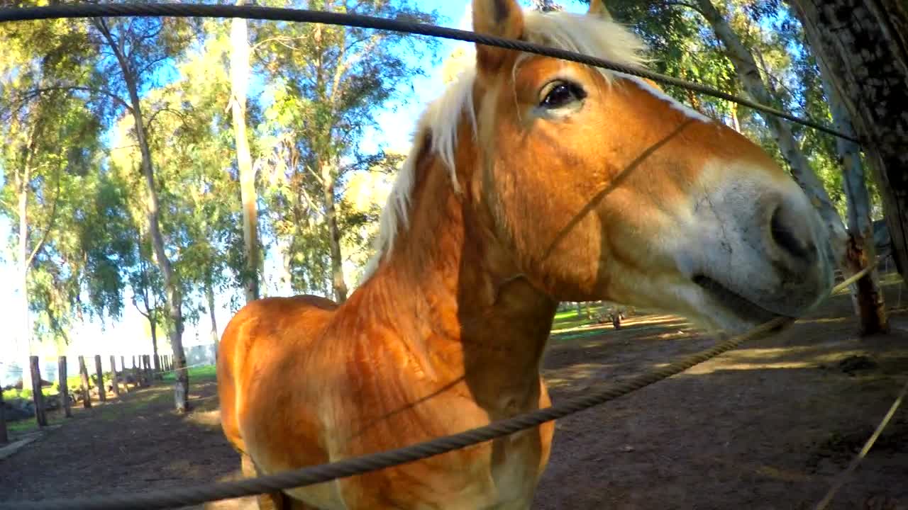 Download Video Stock Playful Horse In The Corral Live Wallpaper Free