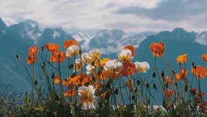 Video Stock Poppy Flowers In The Alps Environment Live Wallpaper Free