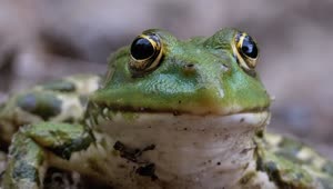 Video Stock Portrait Of A Green Frog Breathing Live Wallpaper Free