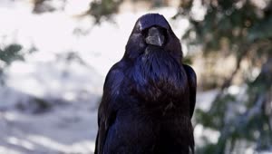 Video Stock Portrait Of A Raven Live Wallpaper Free