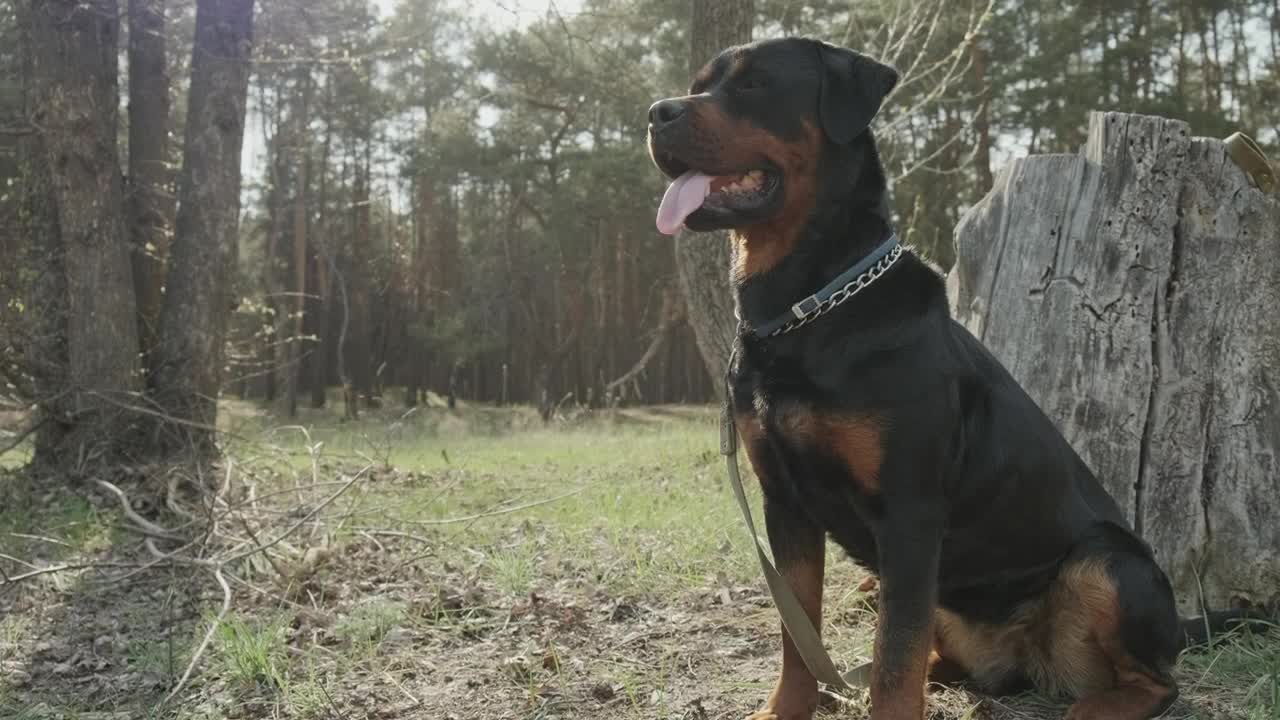 Download Video Stock Portrait Of A Rottweiler Dog In The Forest Live Wallpaper Free