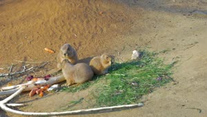 Video Stock Prairie Dogs Eating In A Group Live Wallpaper Free