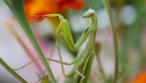 Video Stock Praying Mantis Climbing Up A Plant Live Wallpaper Free