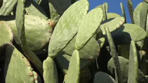 Video Stock Prickly Pear Plant Close Up Live Wallpaper Free
