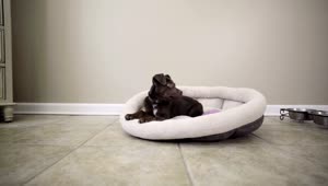 Video Stock Puppy Laying In Their Bed Live Wallpaper Free