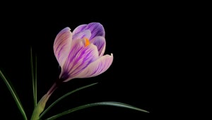 Video Stock Purple Flower Blooming Slowly Live Wallpaper Free
