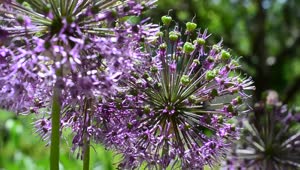 Video Stock Purple Flowering Plants In A Close Up Shot Live Wallpaper Free