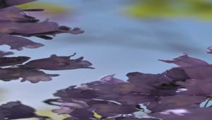 Video Stock Purple Flowers Live Wallpaper Free