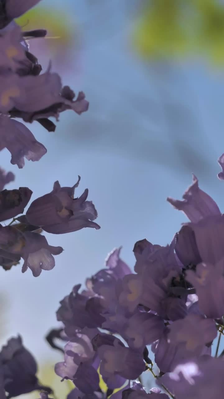 Download Video Stock Purple Flowers Live Wallpaper Free