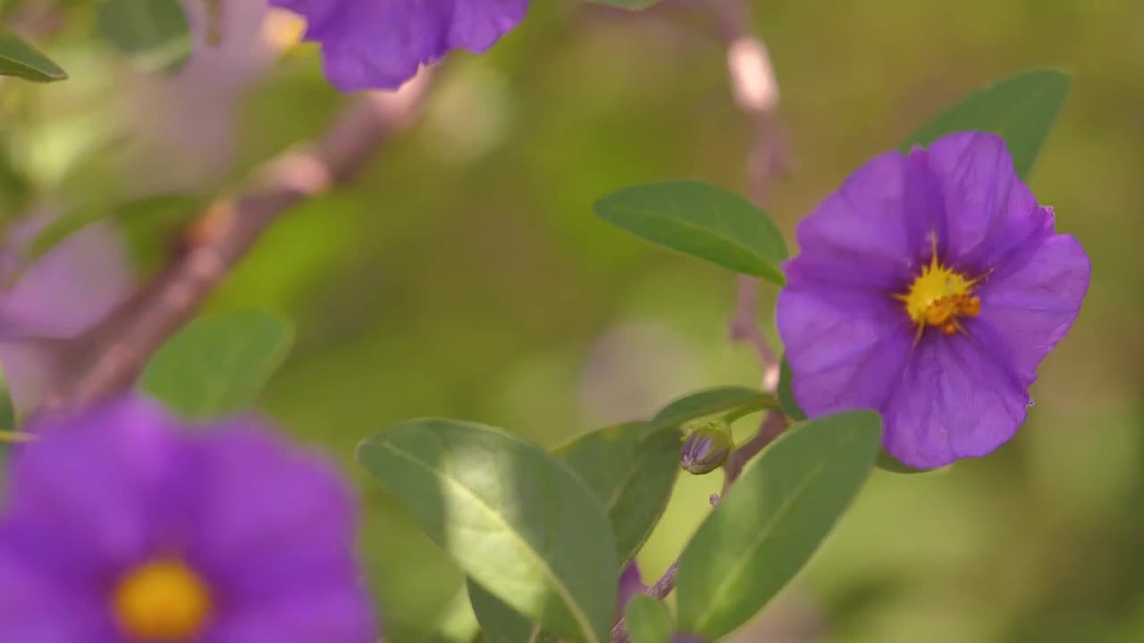 Download Video Stock Purple Flowers Moving With The Wind Live Wallpaper Free