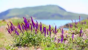 Video Stock Purple Flowers Moved By The Wind Near A Lake Live Wallpaper Free