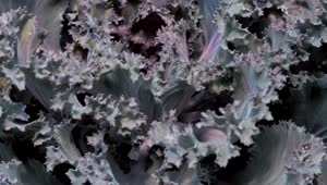 Video Stock Purple Lettuce And Yellow Leaves Live Wallpaper Free