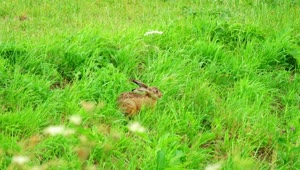 Video Stock Rabbit Walking Through Green Grass Live Wallpaper Free