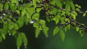 Video Stock Rain Dripping Off Of Leaves Live Wallpaper Free