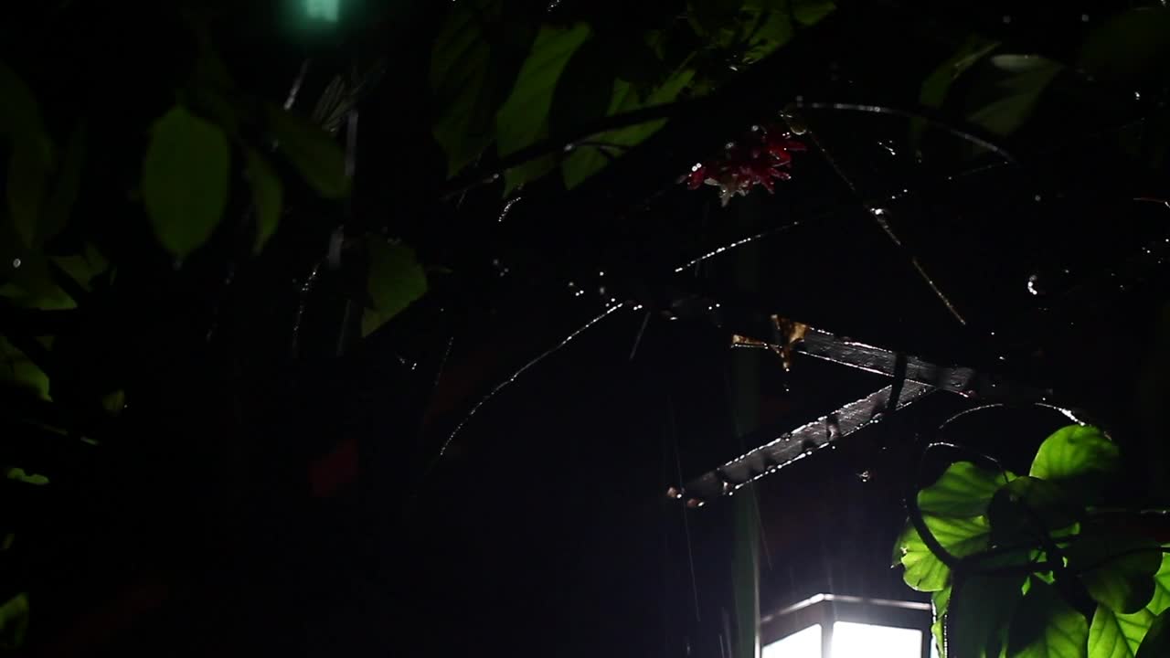 Download Video Stock Rain Falling During The Night Live Wallpaper Free