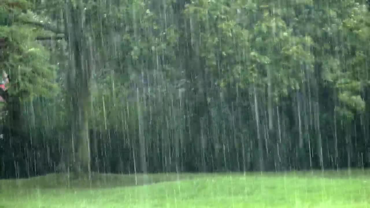 Download Video Stock Rain In The Garden Live Wallpaper Free